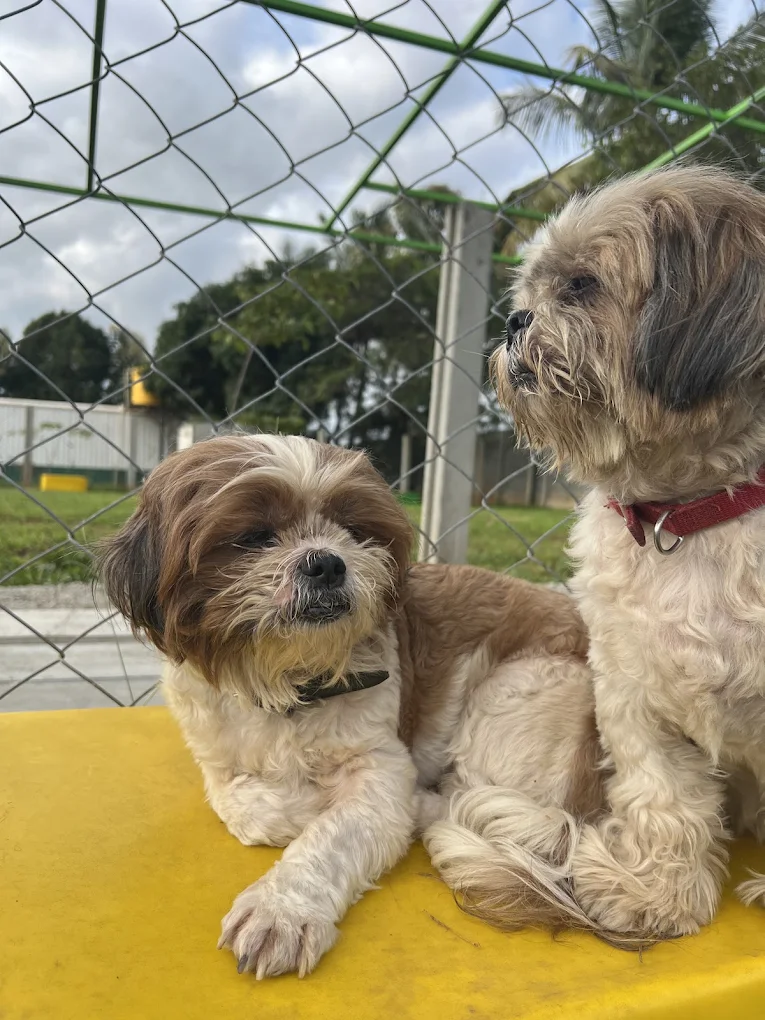 Treat Time: Because Every Dog Deserves a Yummy Reward